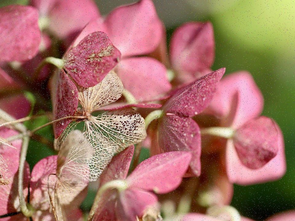 Pink hydrangea petals in soft light