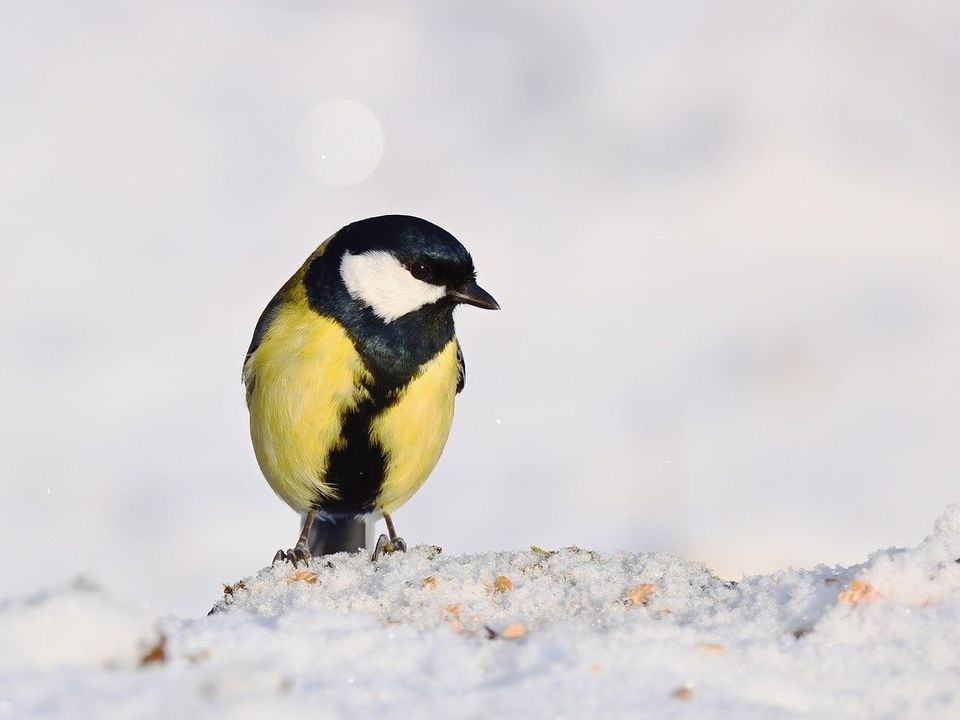 A small bird perched in falling snow