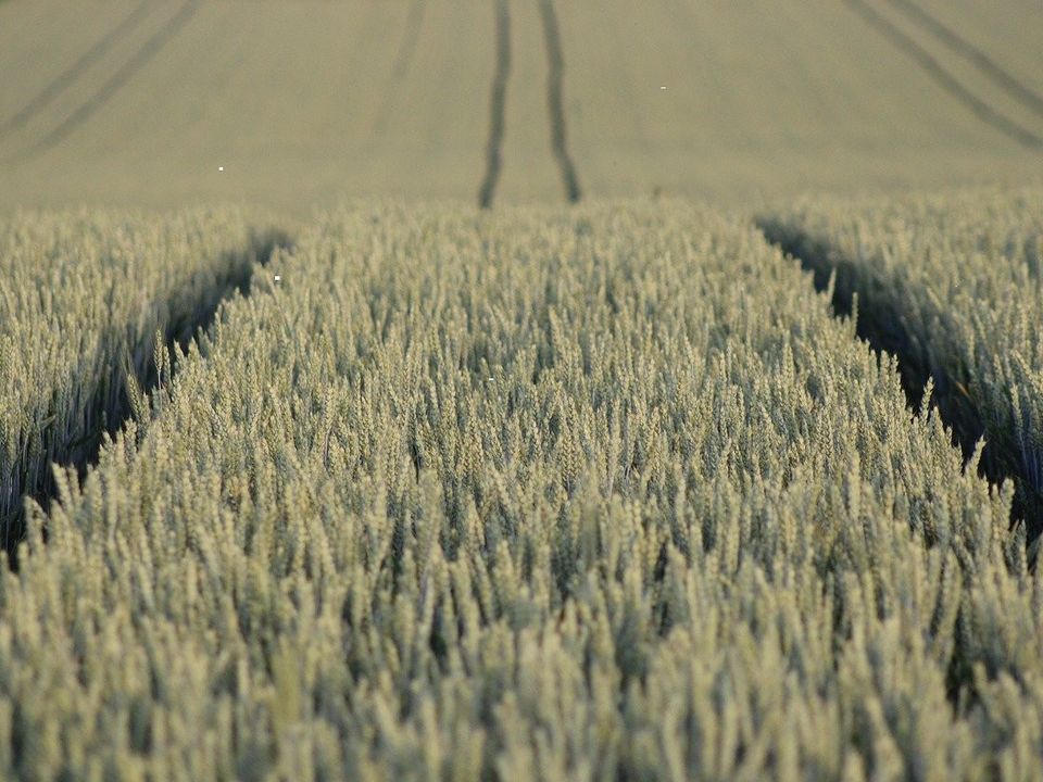 Rows of green wheat stretching into the distance