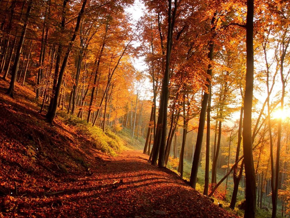 A forest in deep red autumn color