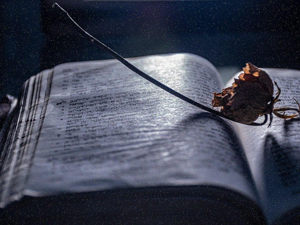 An open book with a dried rose on its pages