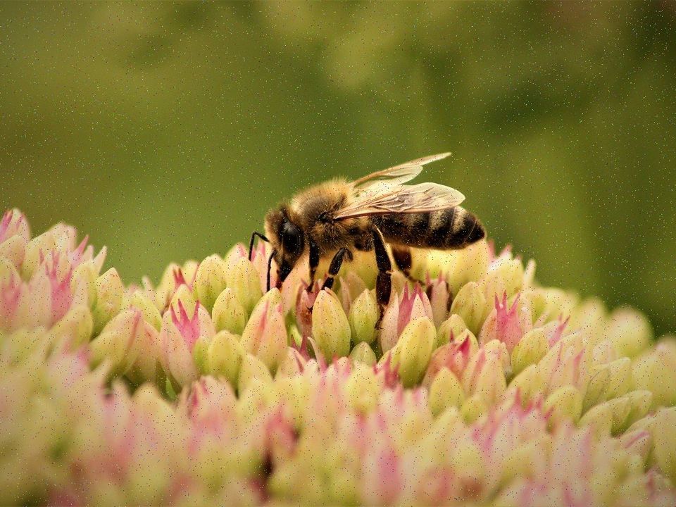 A honeybee working a flower