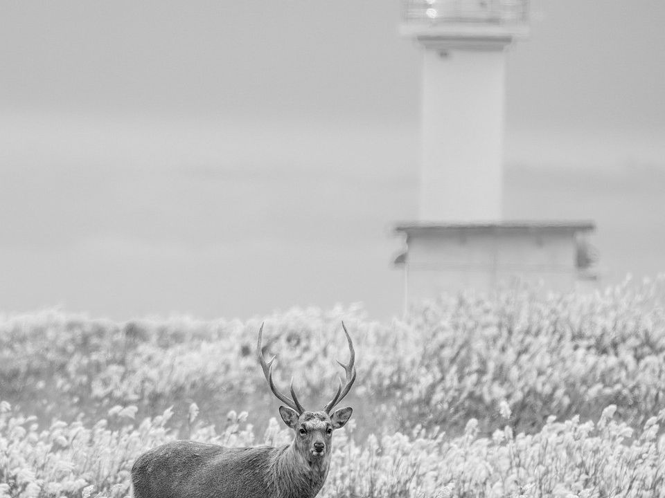 A white lighthouse above a frosted coastal field