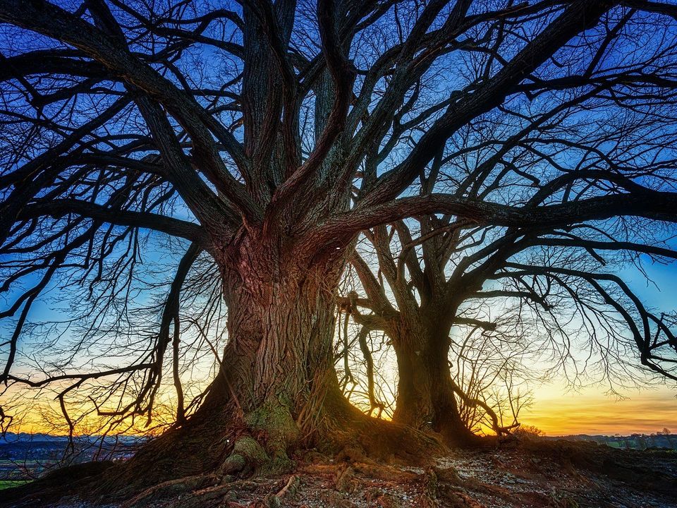 Two great bare trees silhouetted against a sunset sky